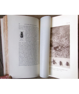 Souvenirs Entomologiques