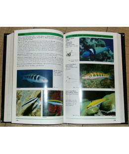 Poissons Coralliens - Identification