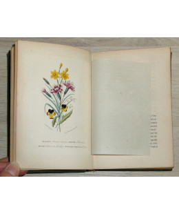 Flore des Dames - Nouveau Langage des Fleurs