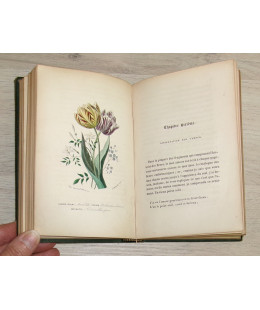 Flore des Dames - Nouveau Langage des Fleurs