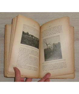 La Pomme de Terre – Le Topinambour