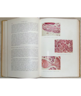 La Gelée Royale des Abeilles