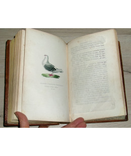 Histoire Naturelle et Monographie des Pigeons Domestiques
